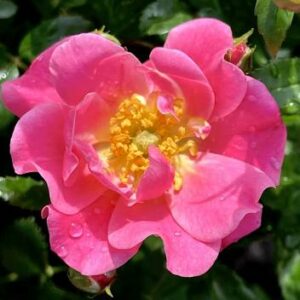 Oso Easy Double Pink