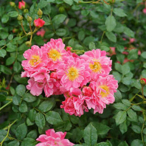 Oso Easy Dbl. Pink
