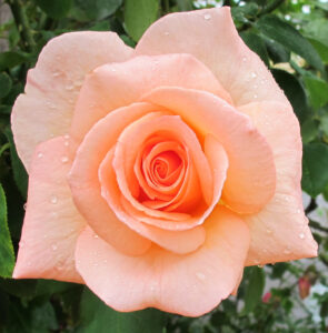 Apricot Nectar
