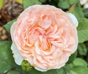 Bliss Parfuma_Rosemarie McParland