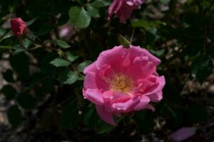 Carefree Beauty_Heather Michaelson-Hale