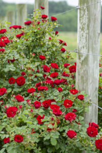 Cherry_Frost