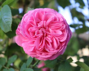 Gertrude Jekyll_Kristine Russell