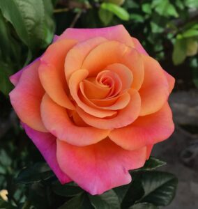 Mango Blush