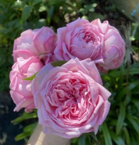 Mrs B R Cant_Emily Jackson