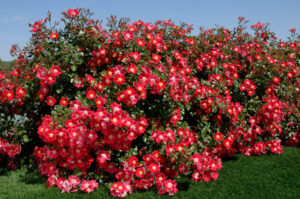 Oso Easy Cherry Pie_®Conard Pyle Co.