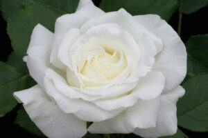 Pope John Paul II_RichBaer