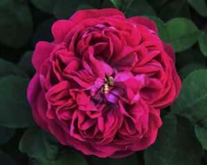 Rose de Rescht Rose de Rescht