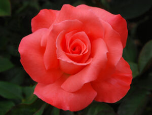 Touch of Class_Ron Shaw