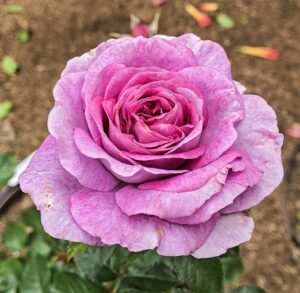 Violet’s Pride