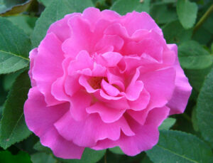 Zephirine Drouhin- Carol Bowen