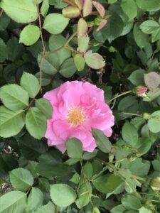 Old Blush_Joe Plunket